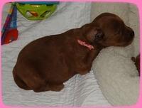KT pups 3 wks old pink