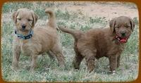 KT pups 5 wks old duo