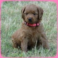 KT pups 5.5 wks old 21