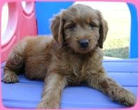 KT pups 7 wks old 33