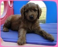 KT pups 7 wks old 34