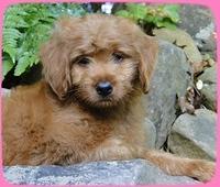 KT pups 8 wks old 93