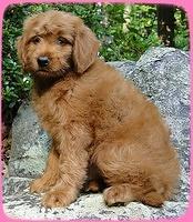 KT pups 8 wks old 95