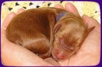 KT pups 2 days old 12
