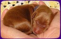 KT pups 2 days old 13
