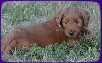 KT pups 5.5 wks old 6