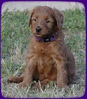 KT pups 5.5 wks old 7