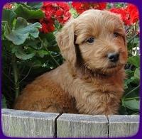 KT pups 6 wks old 27