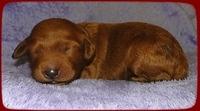 KT pups 1 wk old 18