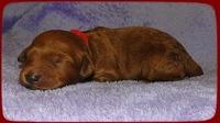 KT pups 1 wk old 20