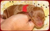 KT pups 2 day old 22