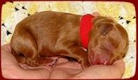 KT pups 2 days old 24