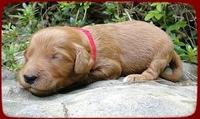 KT pups 2 wks old 9