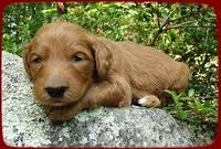 KT pups 3 wks old mage00064