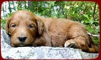 KT pups 3 wks old mage00066