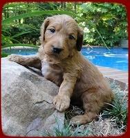 KT pups 4 wks old 24
