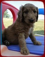 KT pups 7 wks old 16