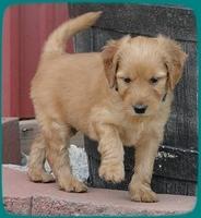 KT pups 5.5 wks old 20