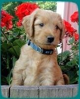 KT pups 6 wks old 5