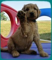 KT pups 7 wks old 10