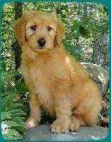 KT pups 8 wks old 102