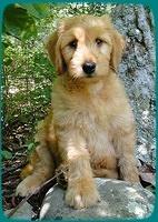 KT pups 8 wks old 104