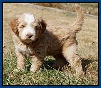 Laynie Camo pups 6 wks old 141