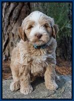 Laynie Camo pups 7 wks old 61