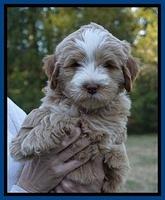 Laynie Camo pups 7 wks old 71