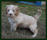 Laynie Camo pups 6 wks old 151