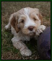 Laynie Camo pups 6 wks old 181