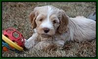 Laynie Camo pups 6 wks old 191