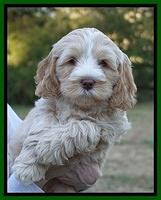 Laynie Camo pups 7 wks old 91