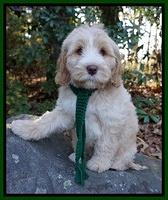 Laynie Camo pups 8 wks old 5200