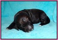Laynie Camo pups 1 wk old11