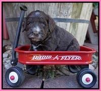 Laynie Camo pups 4 wks old 2100