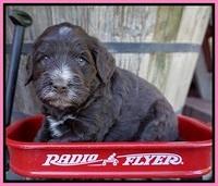 Laynie Camo pups 4 wks old 4100