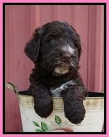 Laynie Camo pups 5 wks old21