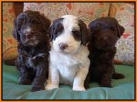 Laynie Camo pups 5 wks old51
