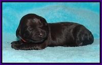 Laynie Camo pups 1 wk old81