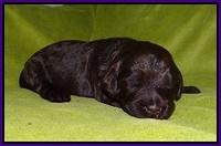 Laynie Camo pups 2 wks old 81