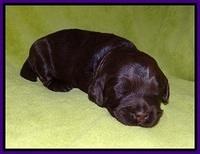 Laynie Camo pups 2 wks old 91