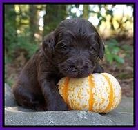 Laynie Camo pups 3 wks old 151