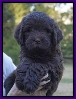 Laynie Camo pups 7 wks old 151