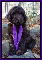 Laynie Camo pups 8 wks old 1172