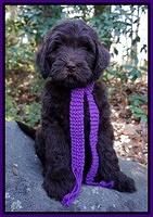 Laynie Camo pups 8 wks old 972