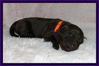 Laynie Camo pups newborn 41