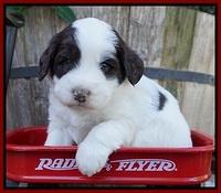 Laynie Camo pups 4 wks old 17100