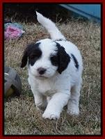 Laynie Camo pups 6 wks old 311
