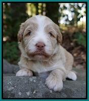 Laynie Camo pups 3 wks old 281